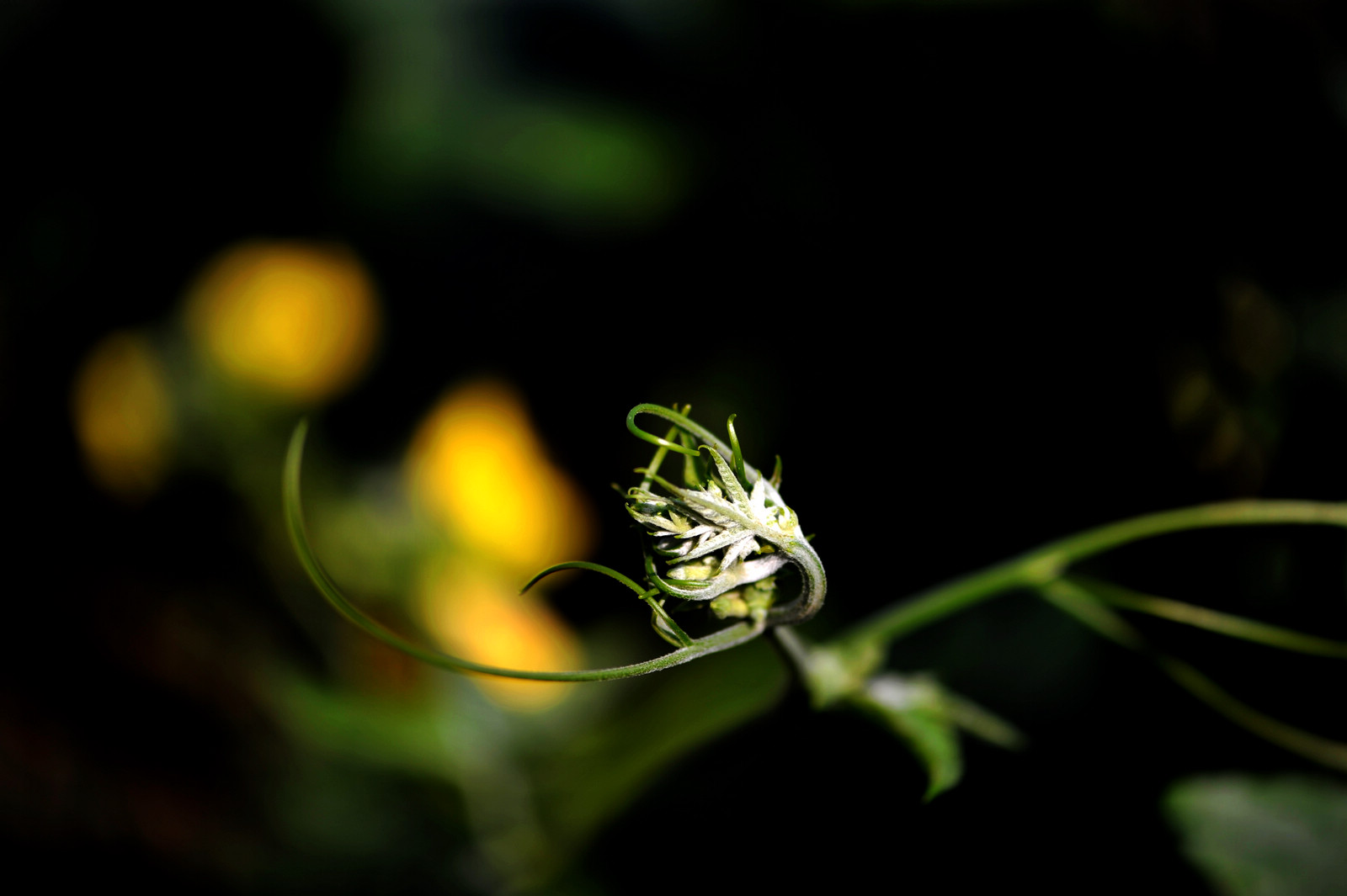 DSC_2087.jpg