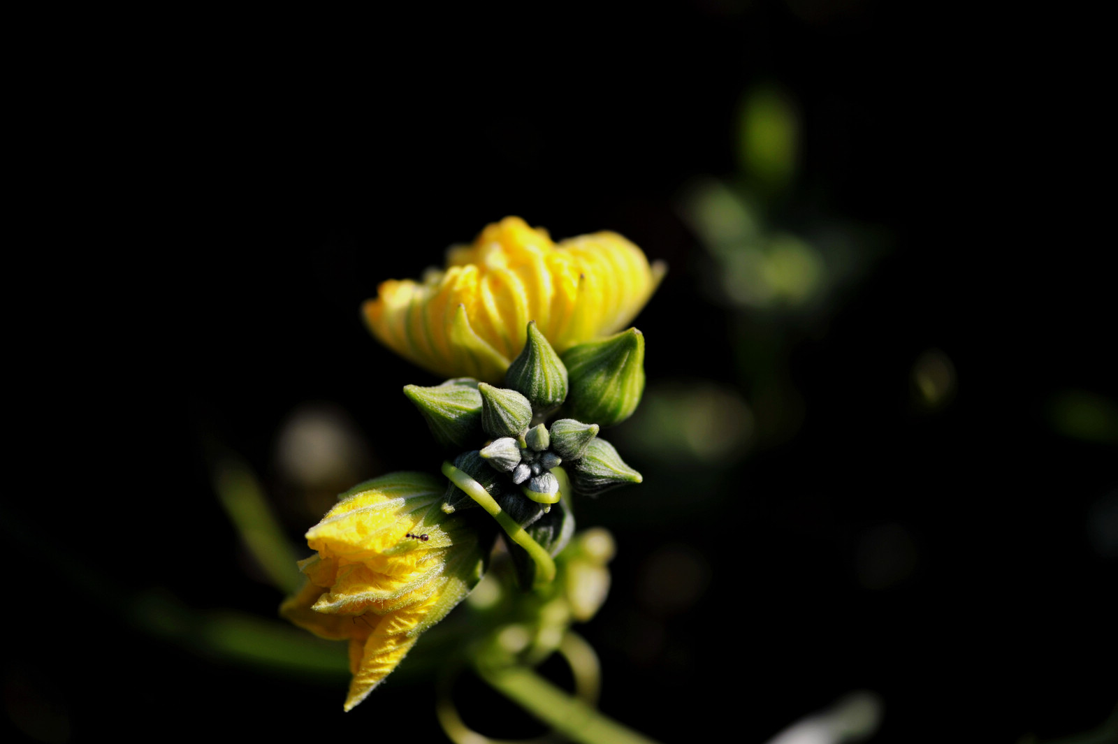DSC_2089.jpg