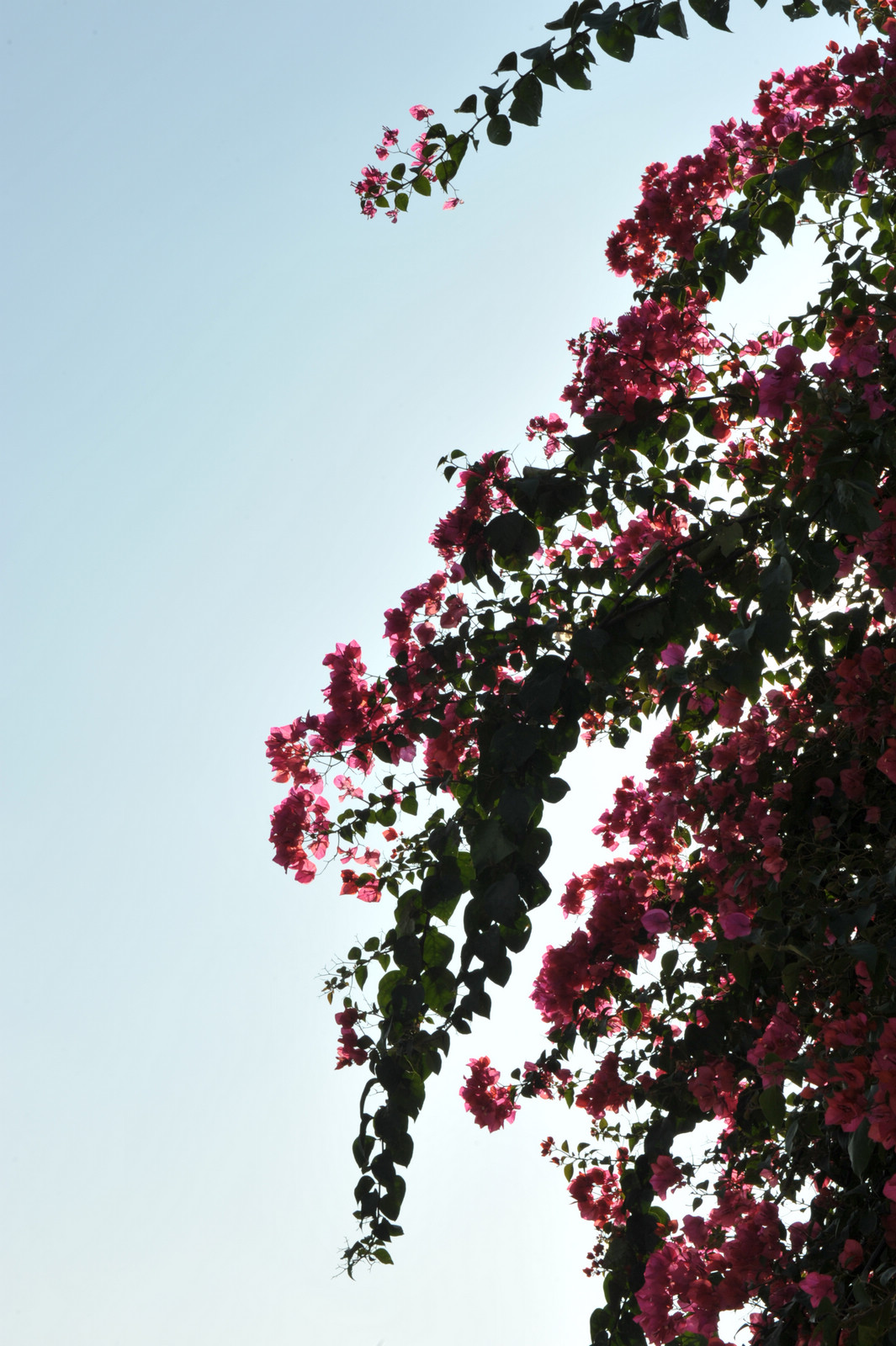 DSC_2101.jpg