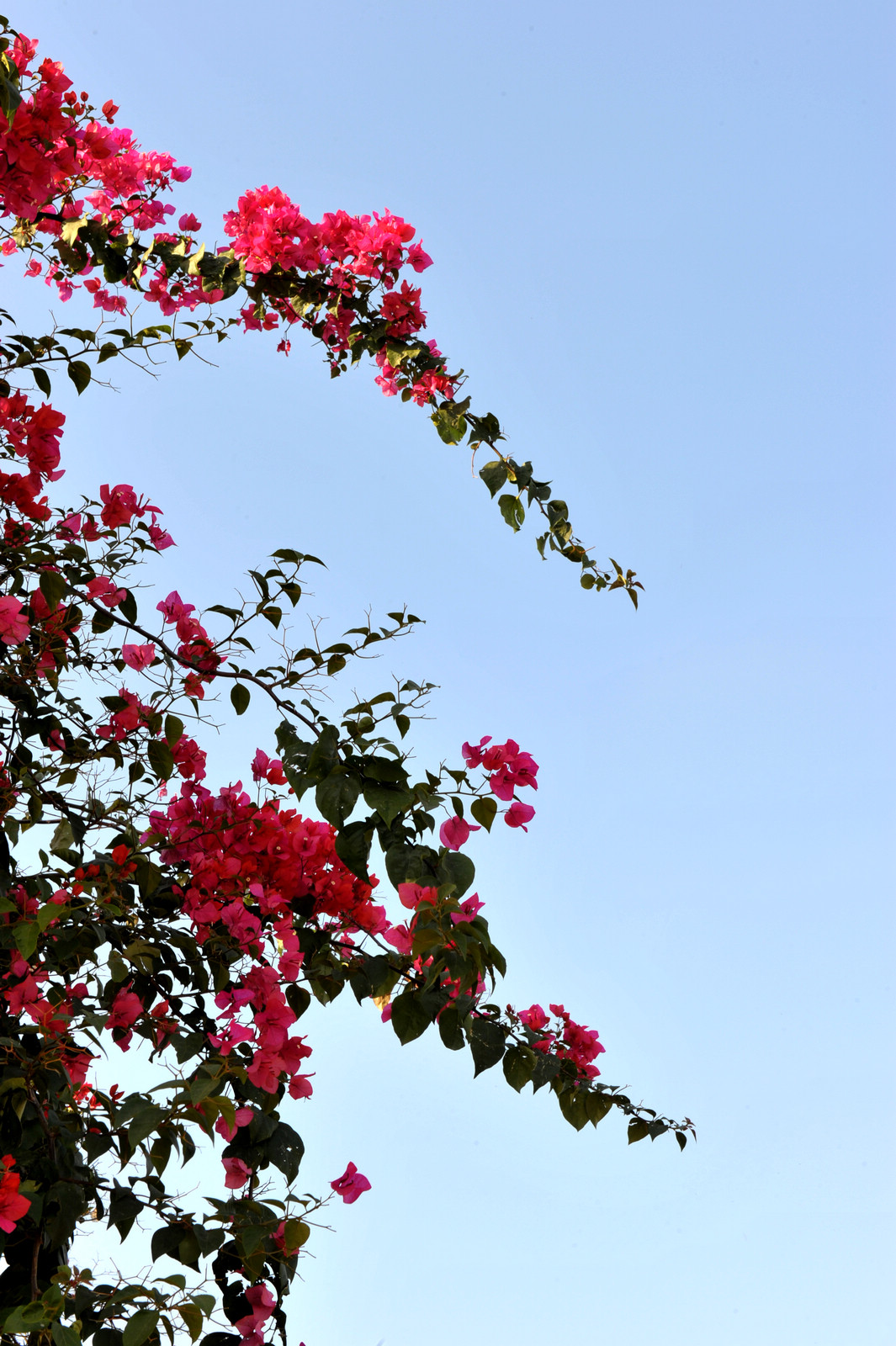 DSC_2106.jpg