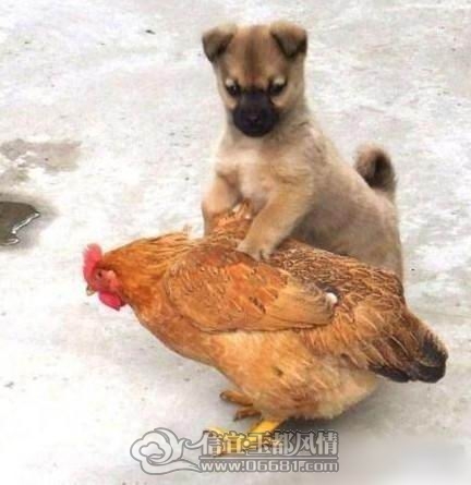����ϴ�ɨ��һ���ž�ץ����һֻ��!