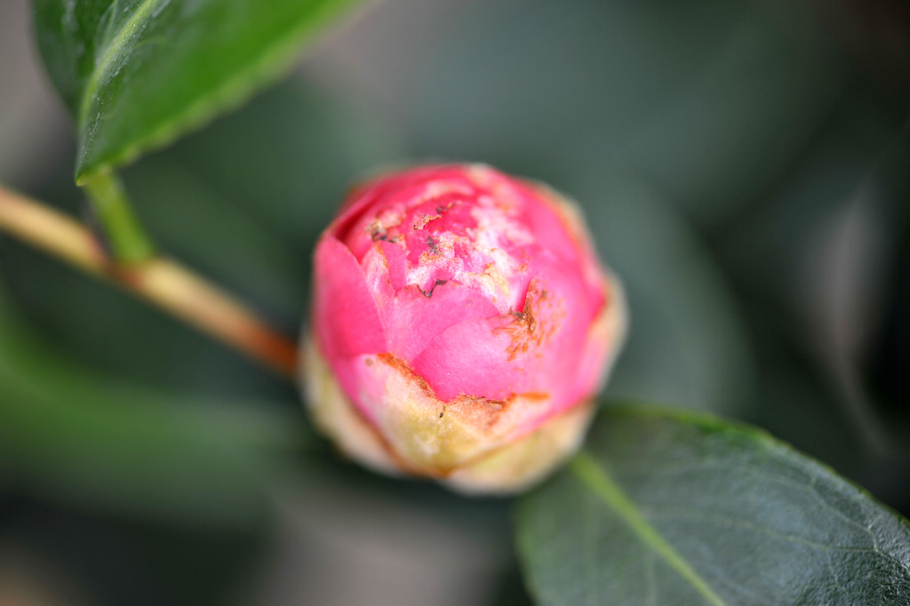 DSC_2401.jpg
