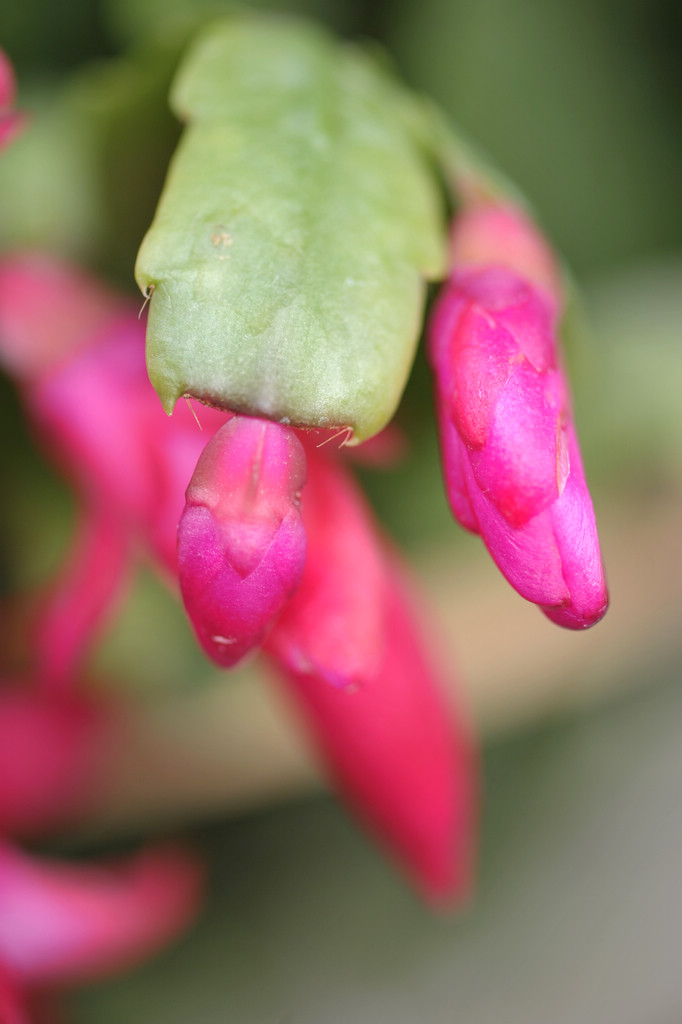 DSC_2423.jpg