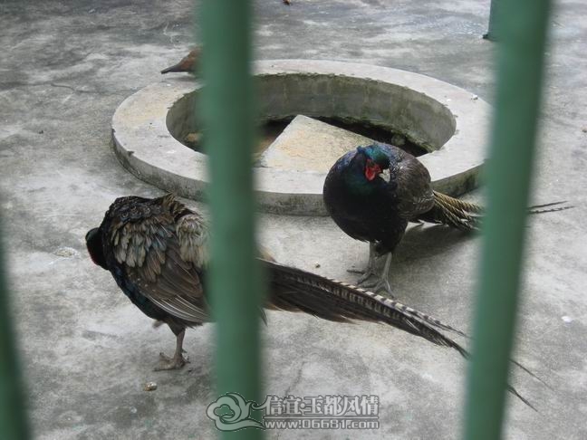 ������С IMG_5483.JPG