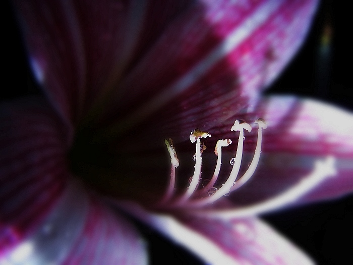 DSCN0132-1.jpg
