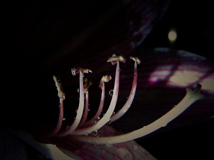 DSCN0134-1.jpg