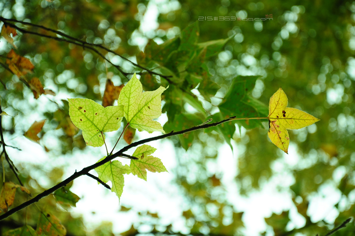 DSC_7911.jpg