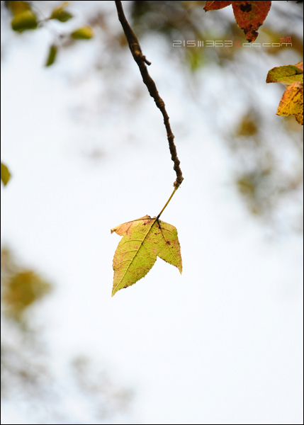 DSC_8050.jpg