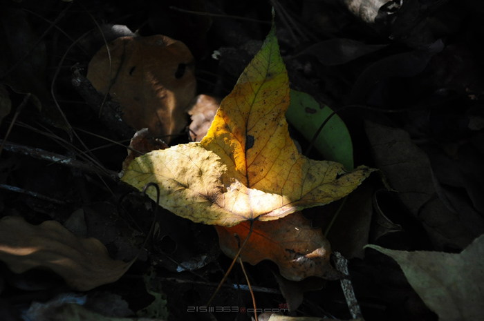 DSC_8088.jpg
