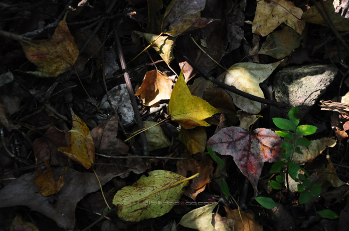 DSC_8087.jpg