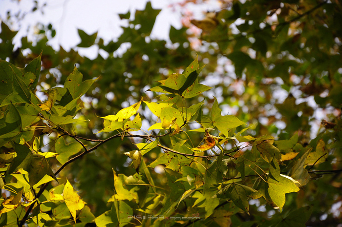 DSC_8091.jpg