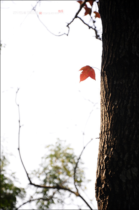 DSC_8100.jpg