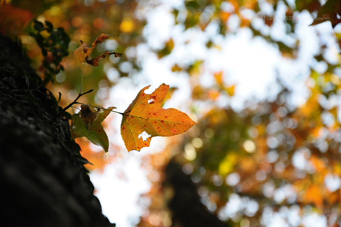 DSC_8107.jpg