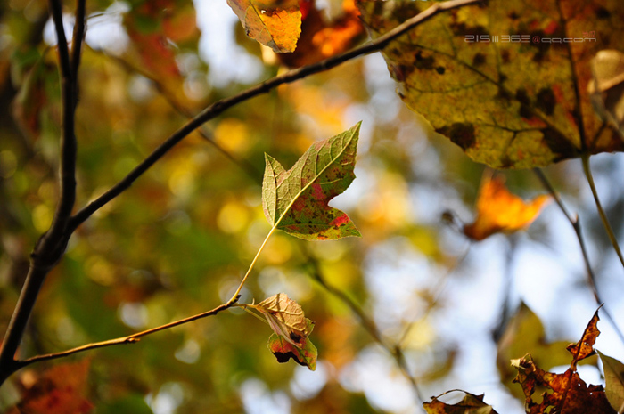 DSC_8117.jpg