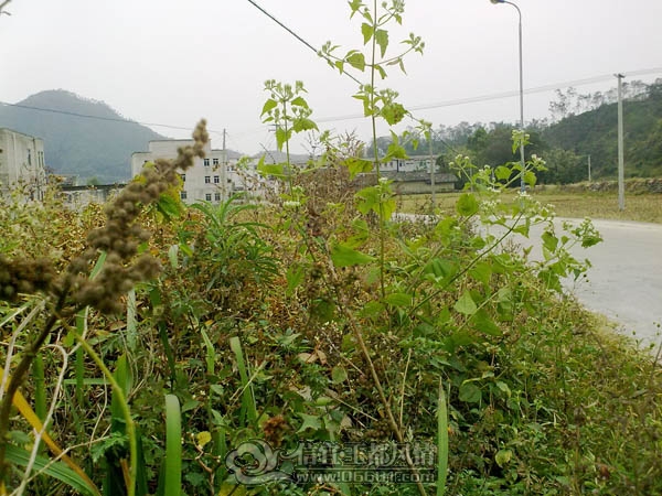 201112063376.jpg