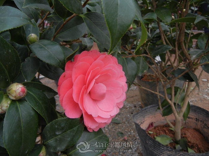 DSCN0764.jpg
