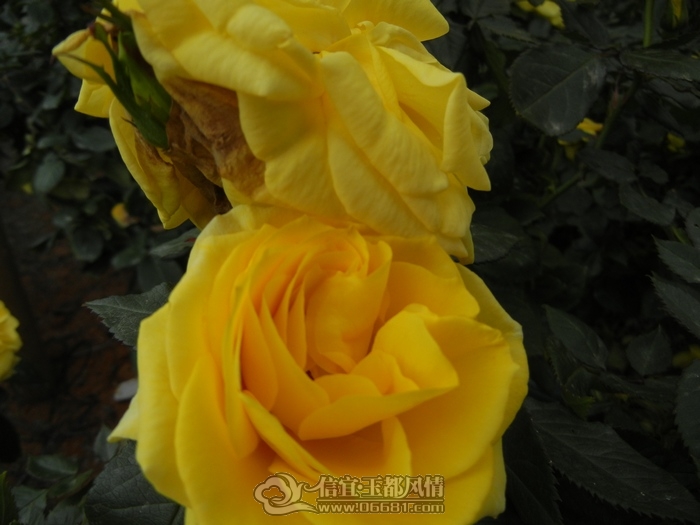 DSCN0765.jpg