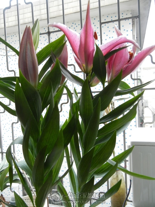 DSCN0777.jpg