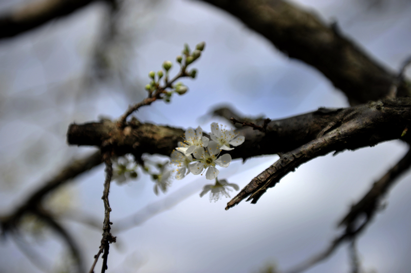 _HZZ4722.jpg