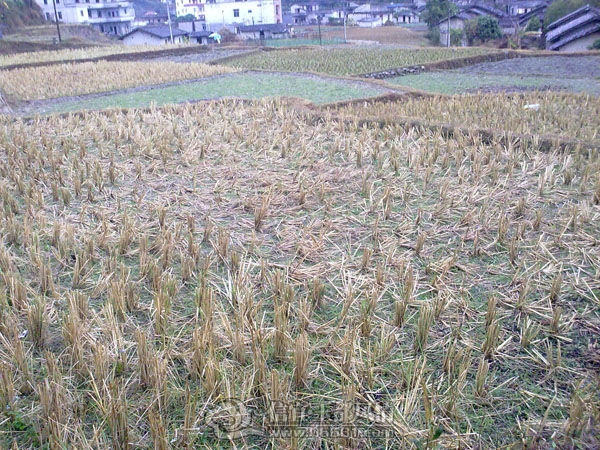 201201223581.jpg