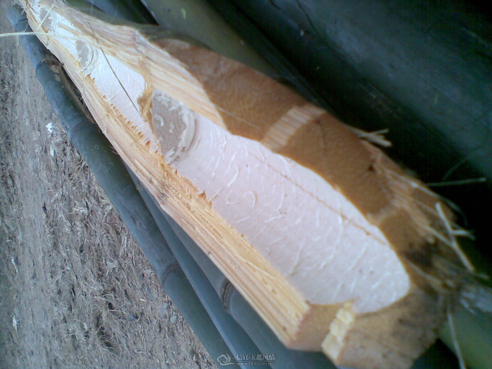 20120131(012).jpg