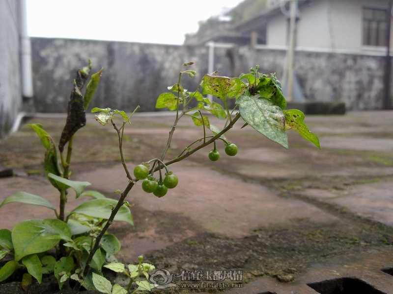 20120304138.jpg