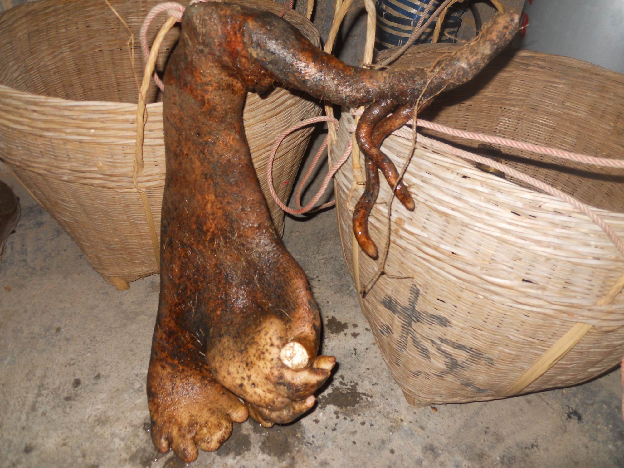 DSCN1446.JPG