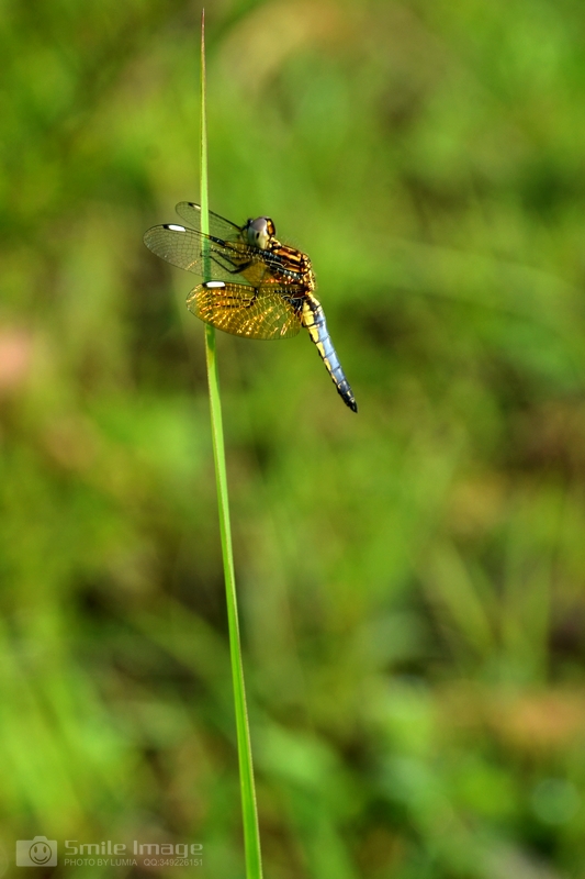 DSC_7807.jpg
