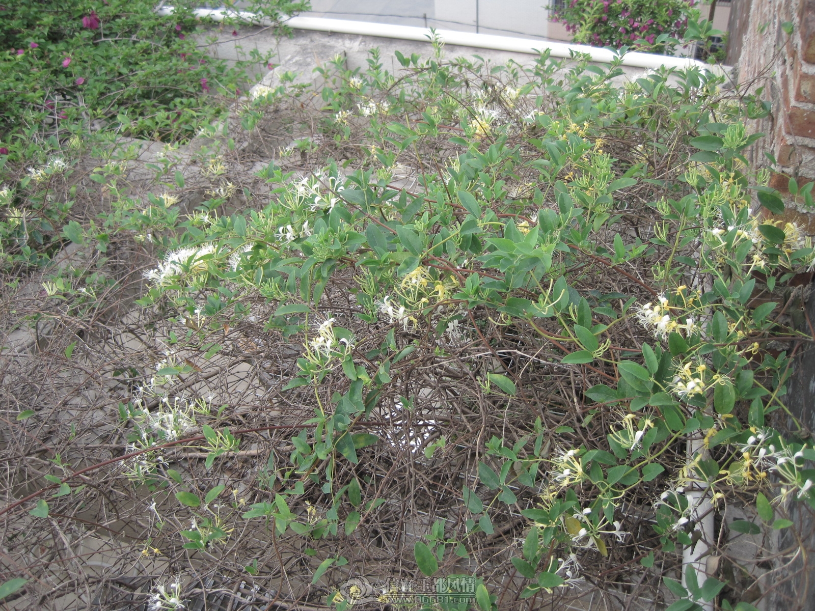 IMG_0963.JPG