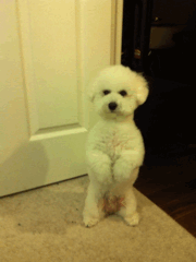047.gif