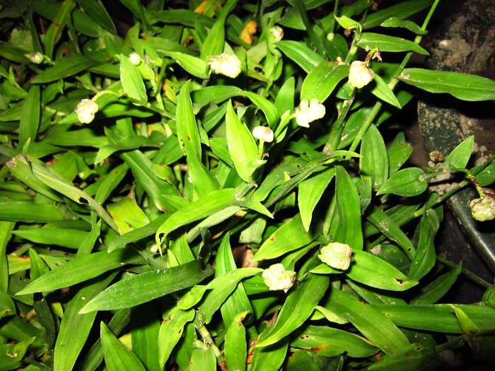 IMG_0016.JPG