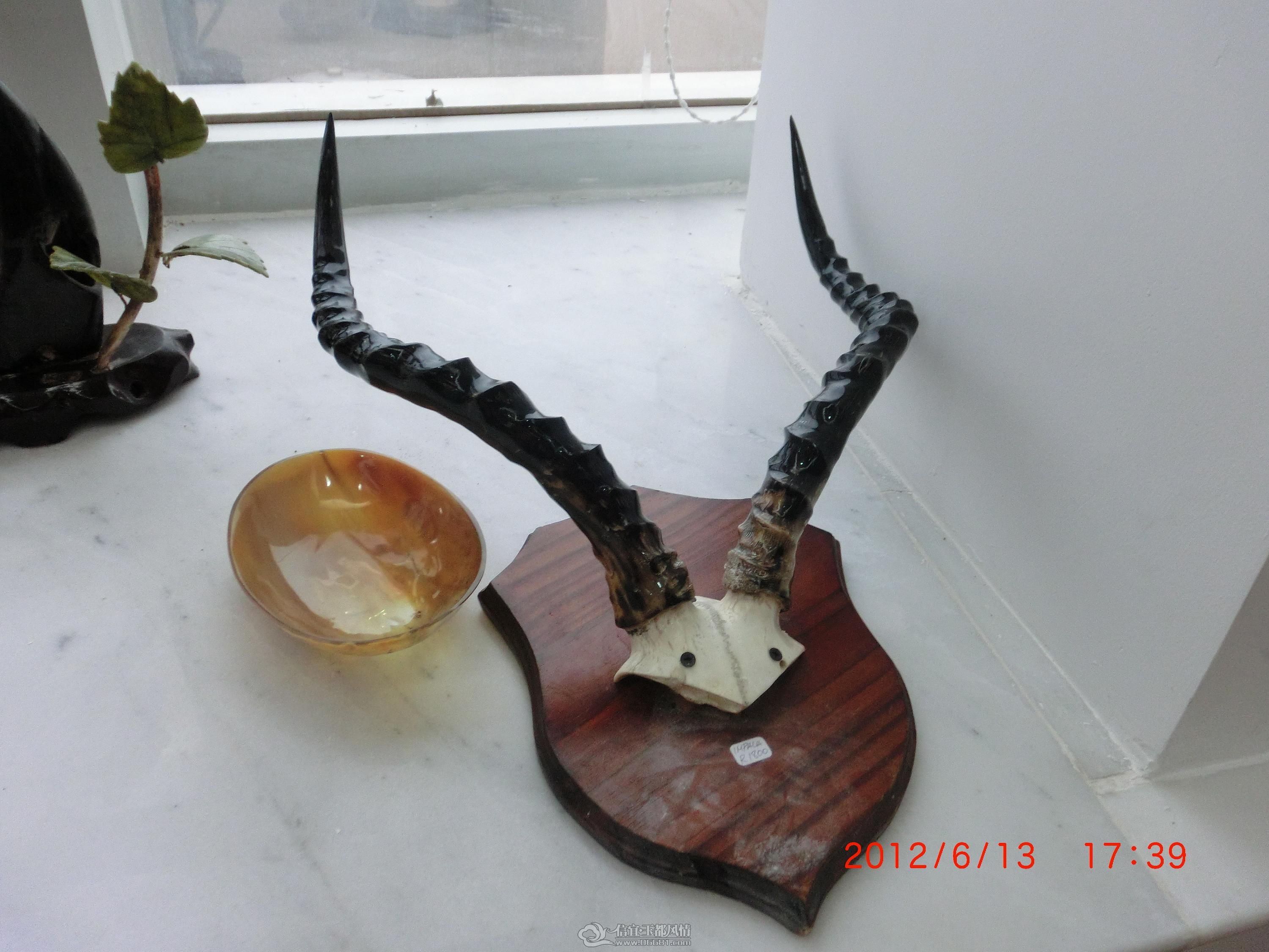 CIMG0445.JPG
