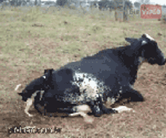 757baff2jw1dskducc8bmg.gif