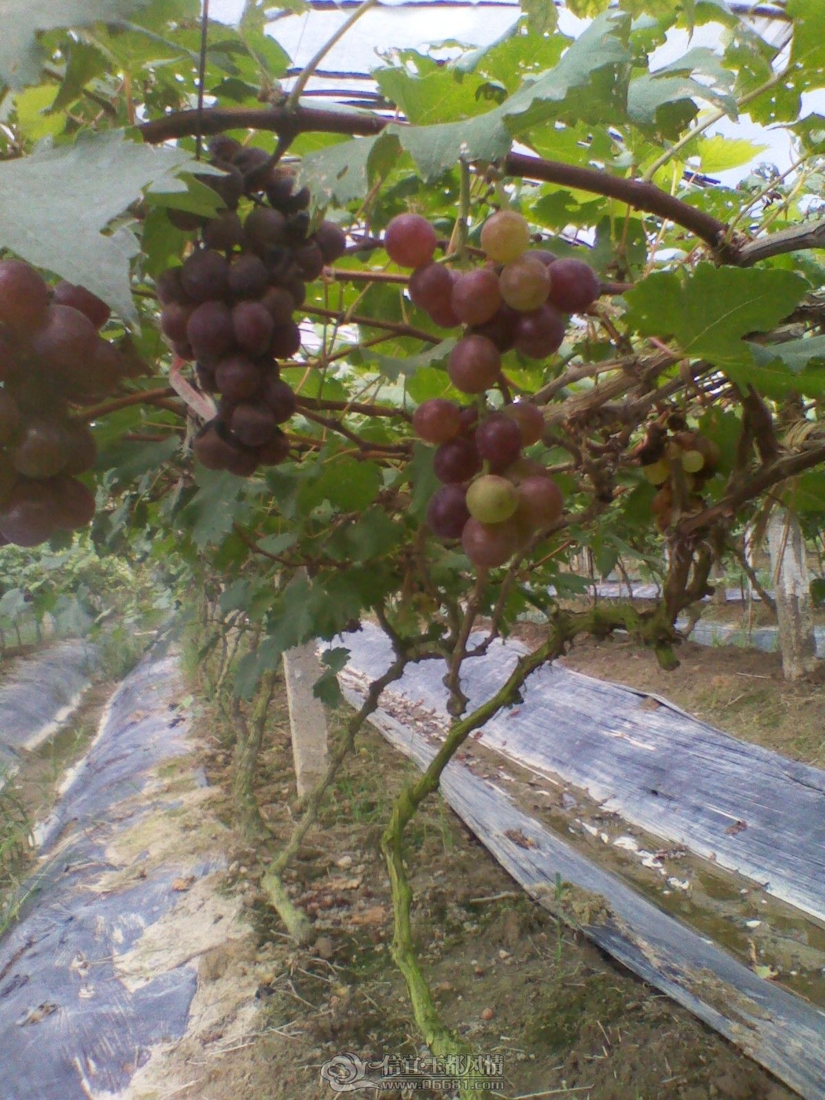 IMG_20120703_103802.jpg