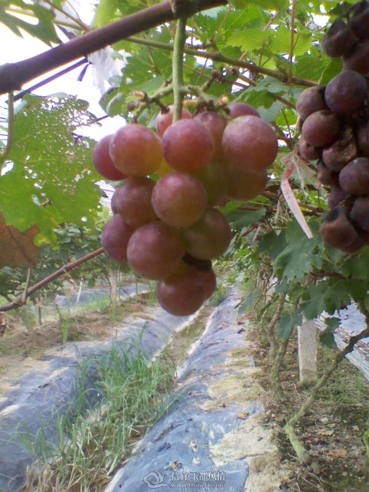 IMG_20120703_104005.jpg
