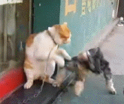 ��è���.gif