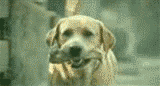 ����Ц.gif