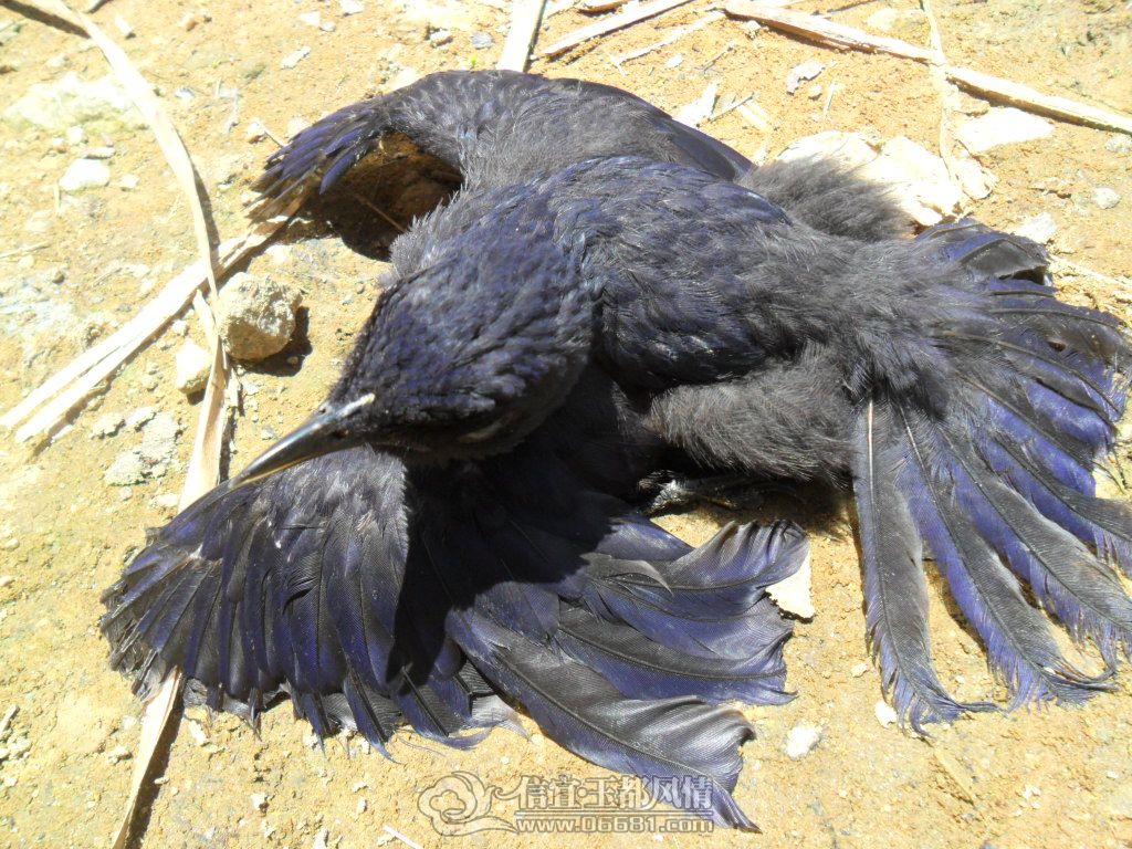 SAM_7885.JPG