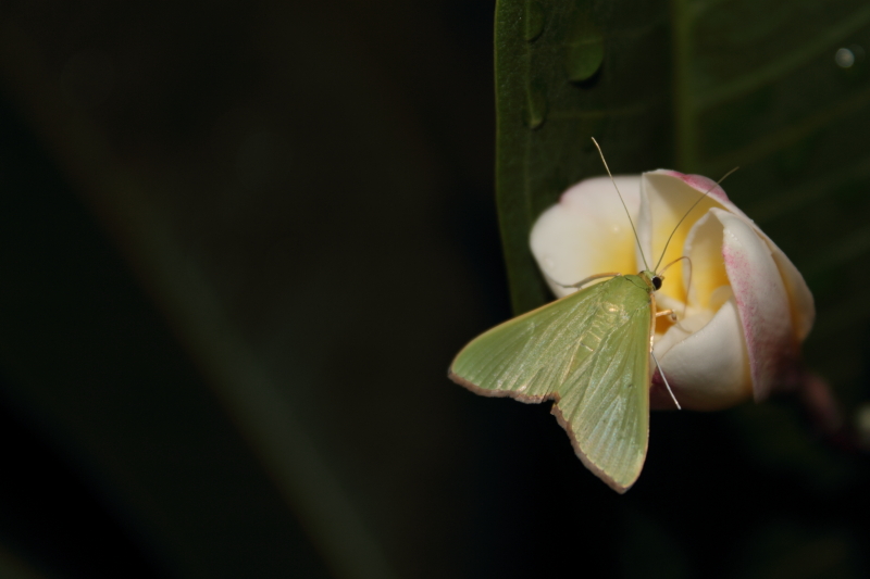 DPP_0067.JPG
