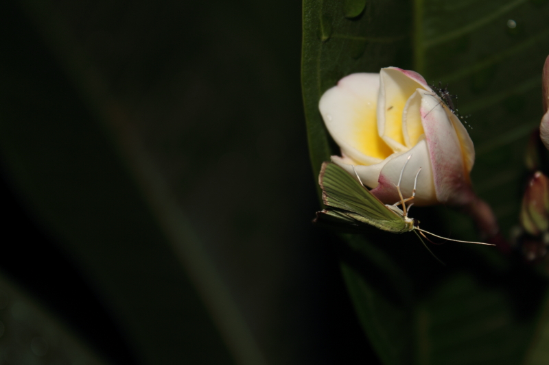 DPP_0070.JPG