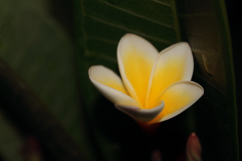 DPP_0071.JPG