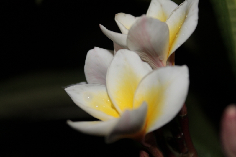 DPP_0014.JPG