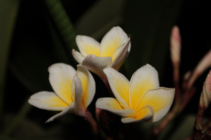 DPP_0015.JPG
