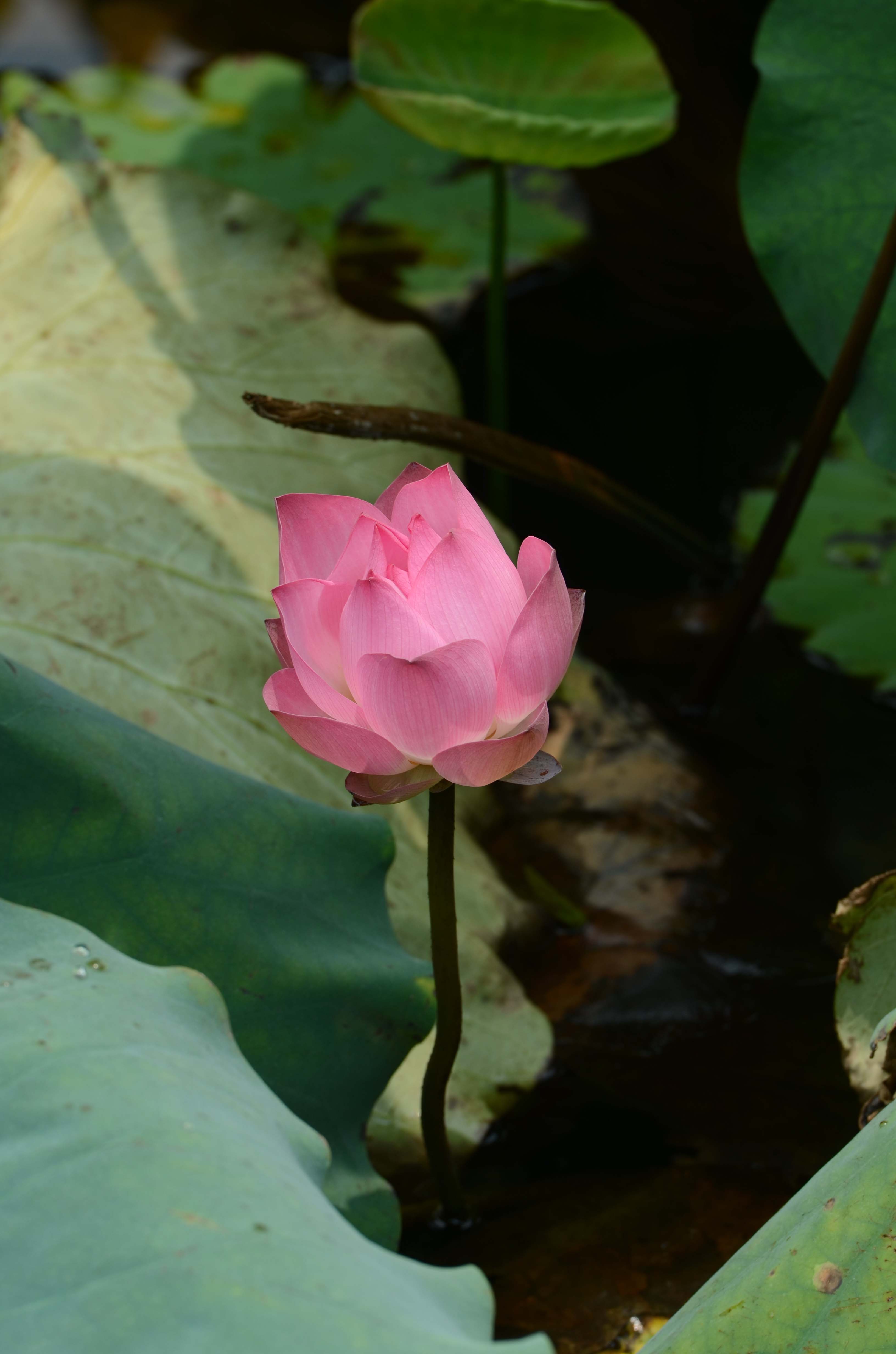DSC_2510.jpg