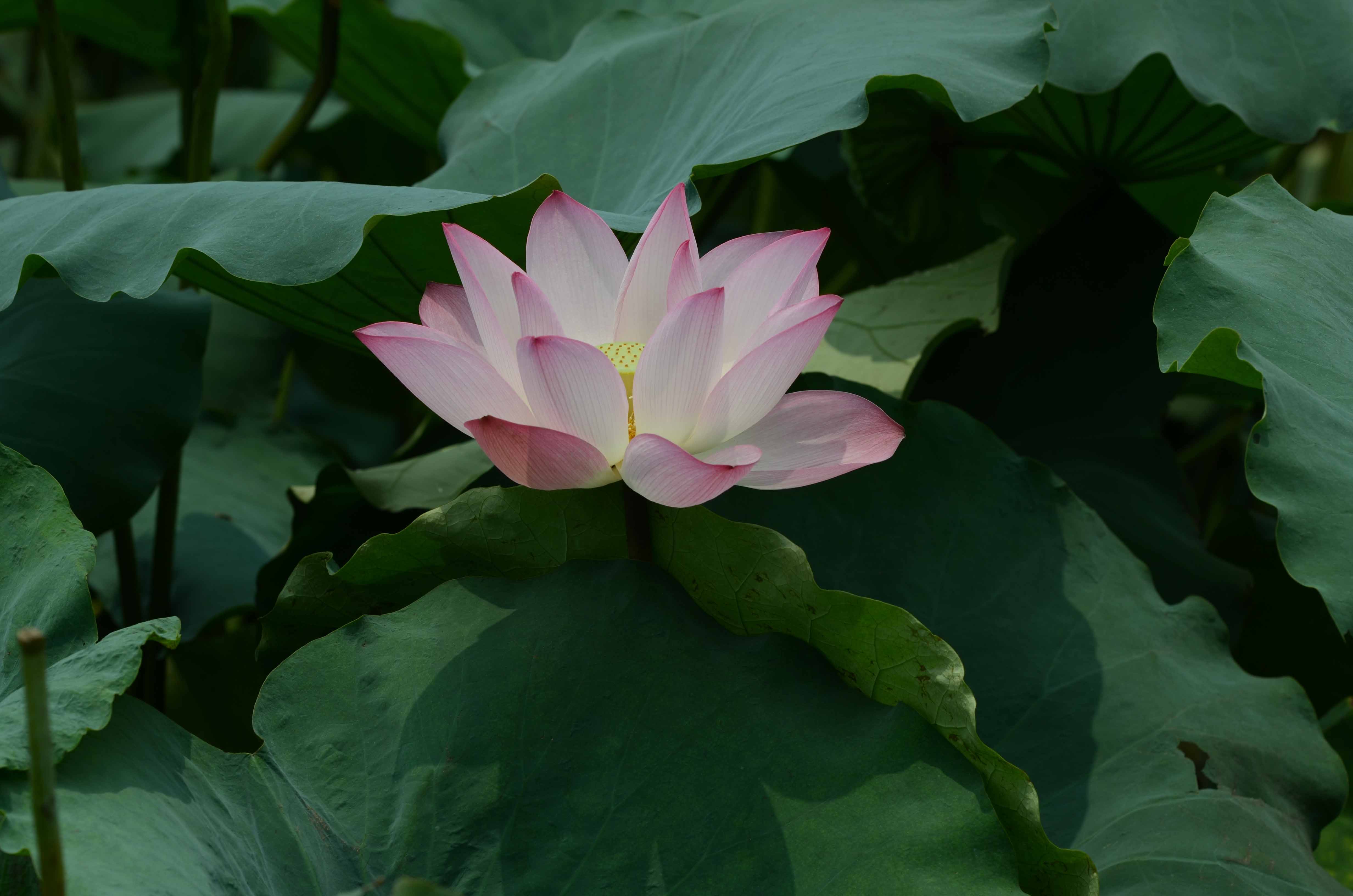 DSC_2542.jpg