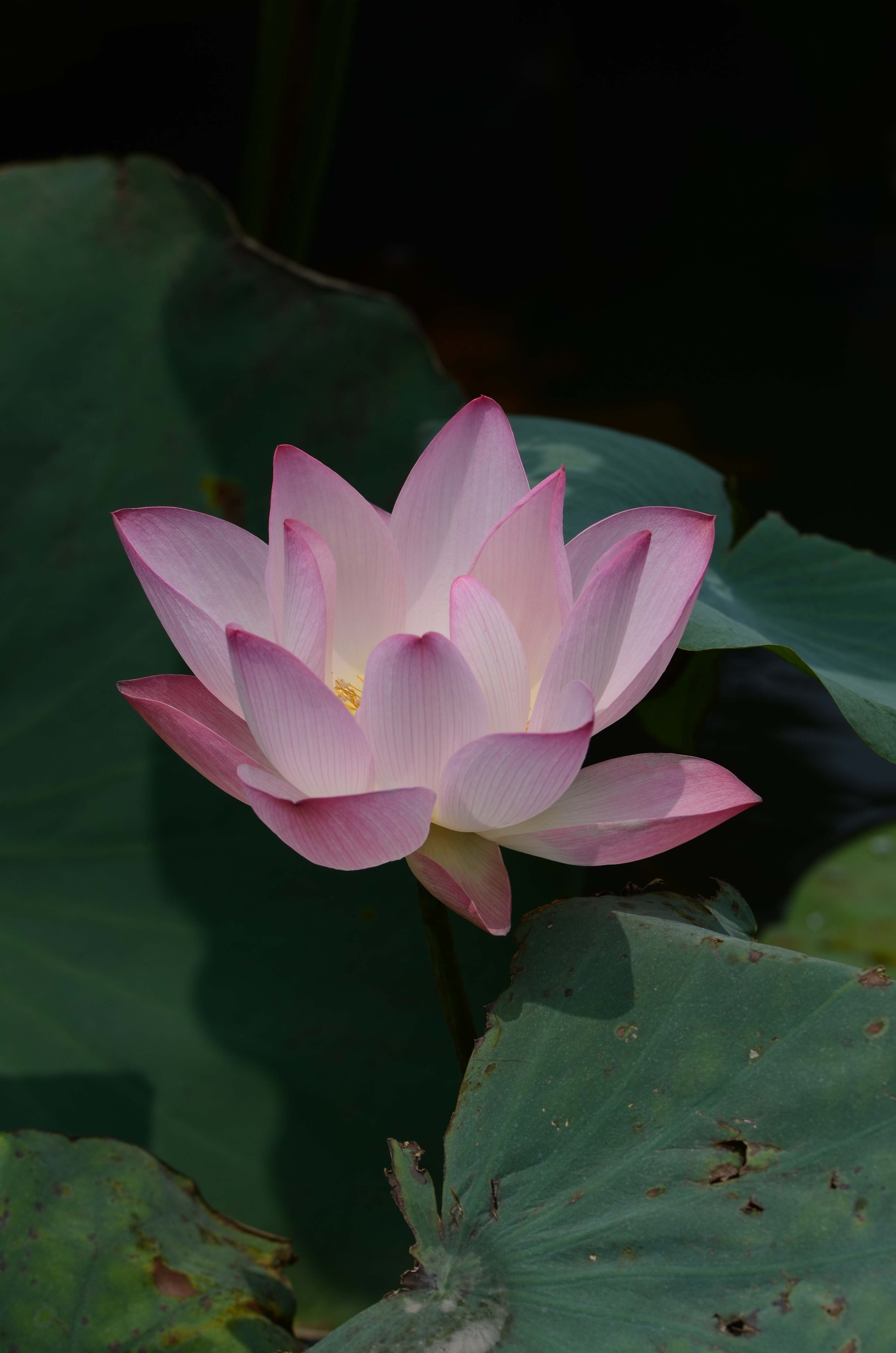 DSC_2547.jpg