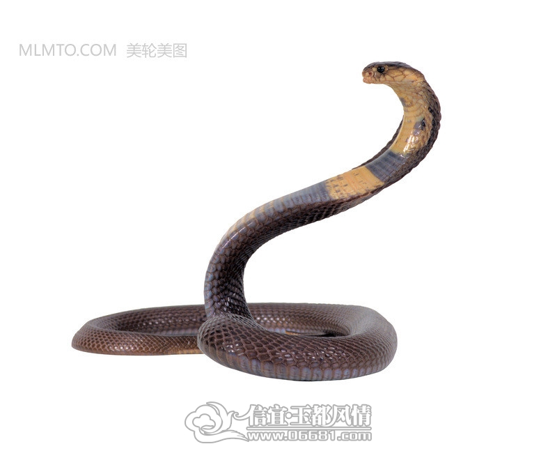 MLMTO_zhu_20090816010113c5e5f9fb452a4cd9.jpg