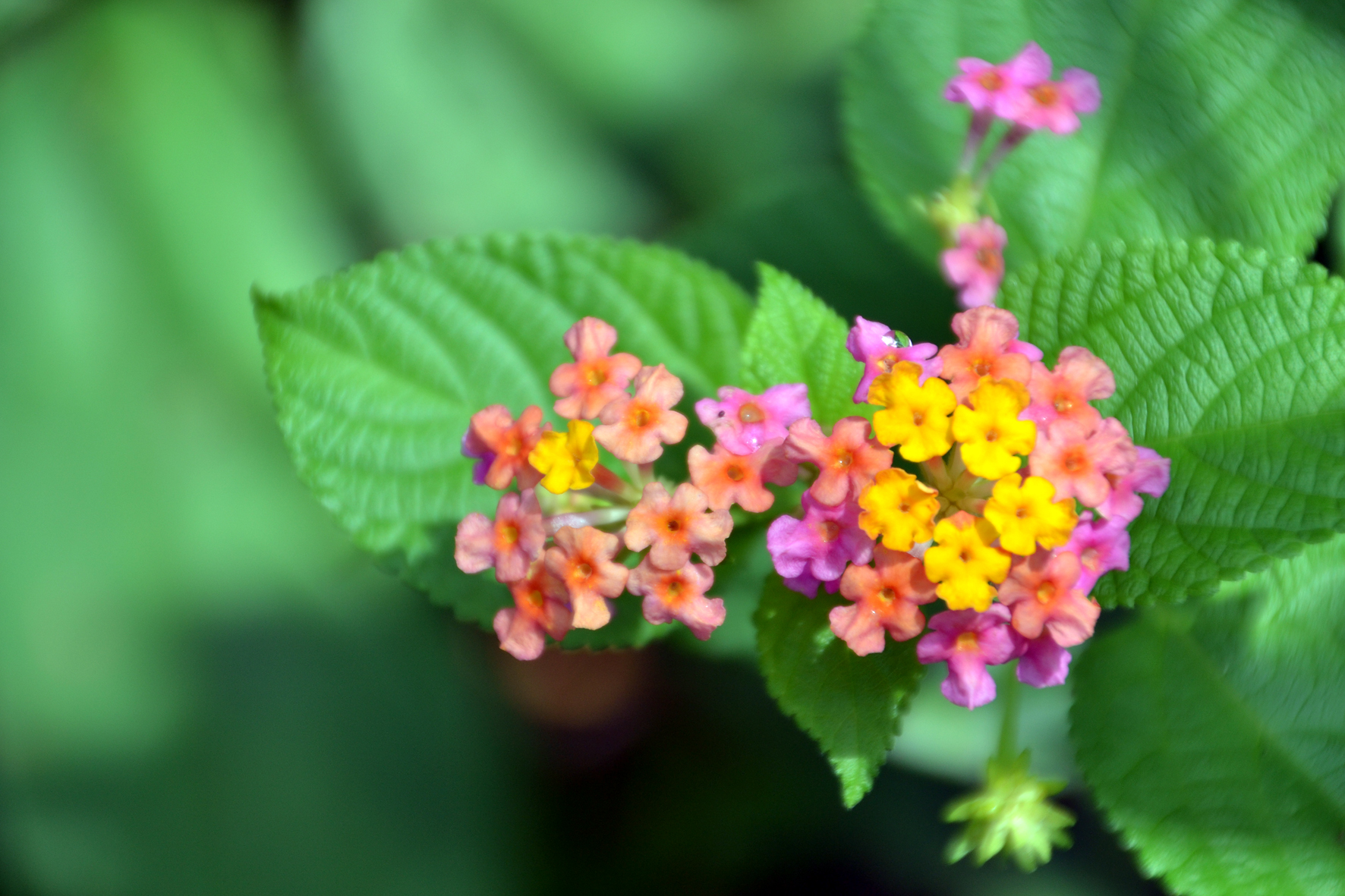 DSC_1142A.jpg