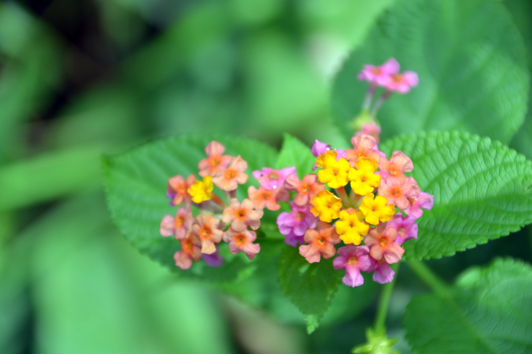 DSC_1146A.jpg