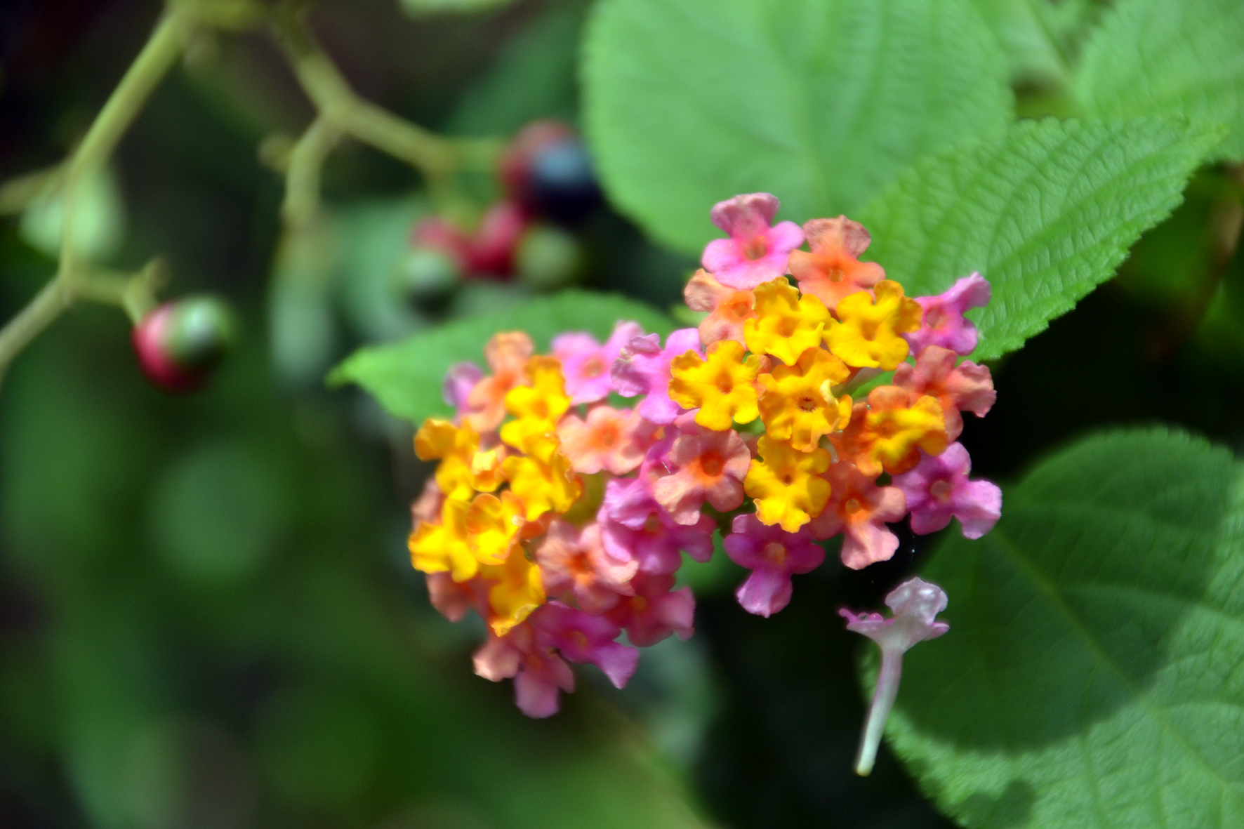 DSC_1148A.jpg
